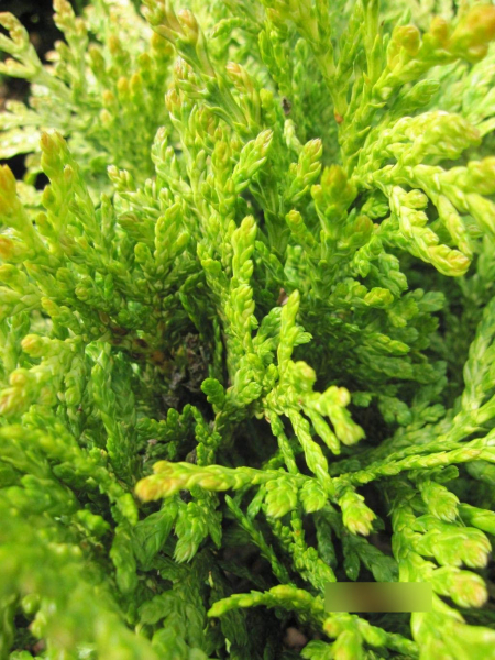 Thuja plicata Sun Beam - gelber Lebensbaum Sun Beam